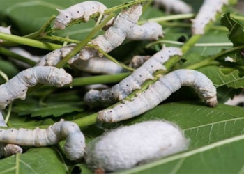 china creates super strong silk from natural cocoon 123493