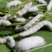 china creates super strong silk from natural cocoon 123493