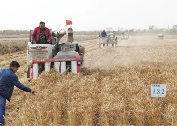 china develops sea rice variety with high salinity tolerance 119074