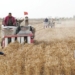 china develops sea rice variety with high salinity tolerance 119074