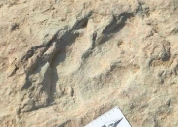china discovers 4300 dinosaur footprints in volcanic rock 150 million years ago 121713