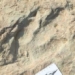 china discovers 4300 dinosaur footprints in volcanic rock 150 million years ago 121713