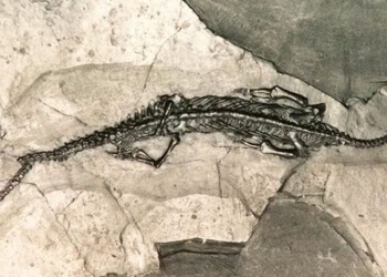 china discovers longest snake species ever 120587