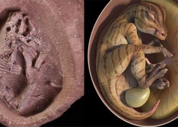 china finds complete dinosaur skeleton preserved intact in egg 120452