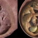 china finds complete dinosaur skeleton preserved intact in egg 120452