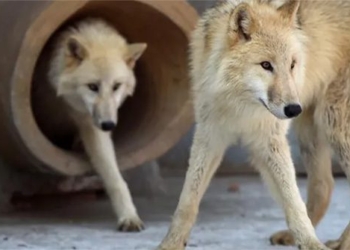 china releases clone of rare animal but sparks controversy 123123