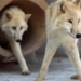china releases clone of rare animal but sparks controversy 123123