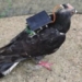 china successfully controls drones that could be used in military 123950