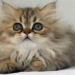 chinchilla the cat with the largest eyes in the world 119120
