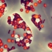 chinese scientists research blood transfusion help elderly mice live longer 120848
