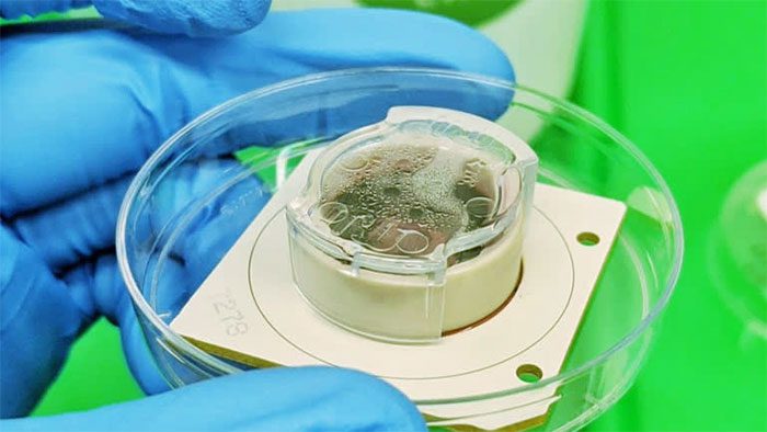 Cortical Labs has extensively tested its DishBrain chip.