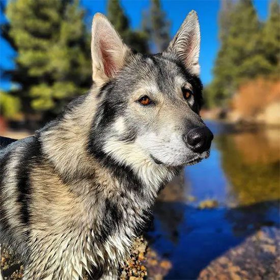 Tamaskan Dog looks like a real wolf.
