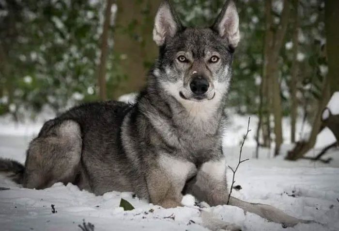 The coat colors of this breed are diverse: gray, gray-black, red-gray...
