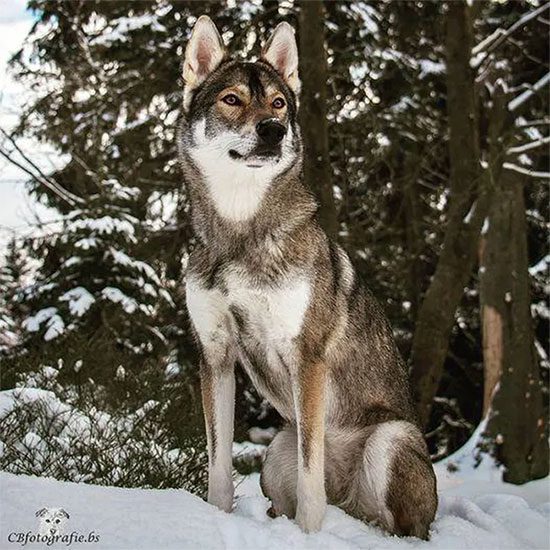 Tamaskan Dog