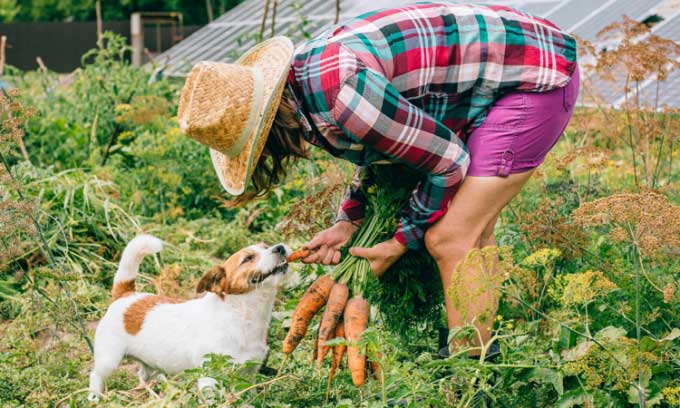 A woman feeding a dog a carrot in the garden.