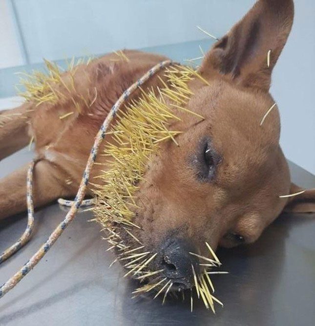 Challenging the porcupine twice, the dog named Thor faced disastrous outcomes.