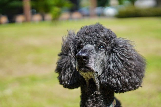 Positive emotions can stimulate tear production in non-human animals.