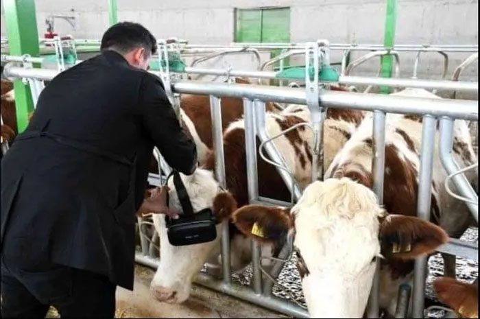 cho bo deo kinh vr 1