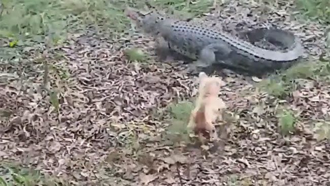 The little dog unexpectedly rushes to bite the predator's tail.