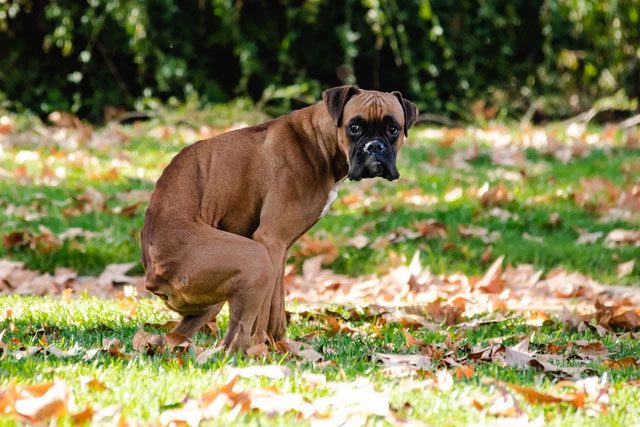 Dog feces have become a significant pollutant affecting the plant ecosystem.