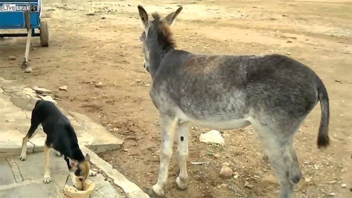 Contrary to popular belief, donkeys are very loyal, strong, and just as intelligent as horses.