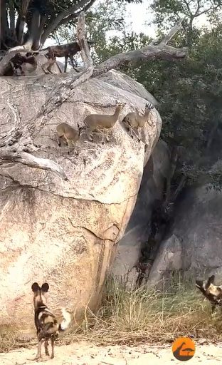 The pack encounters a herd of klipspringer antelopes and corners them against the rocks.