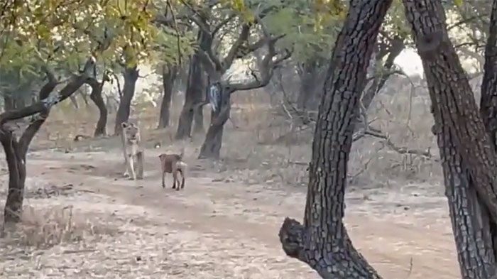 The wild dog advances aggressively and barks.