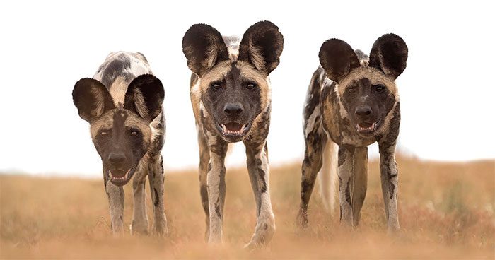African Wild Dog.
