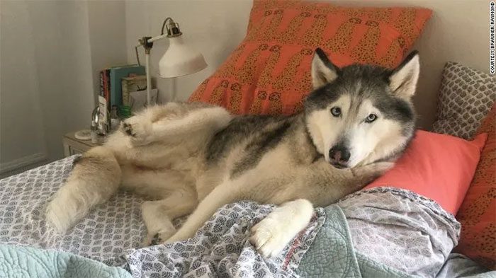 Husky Dog