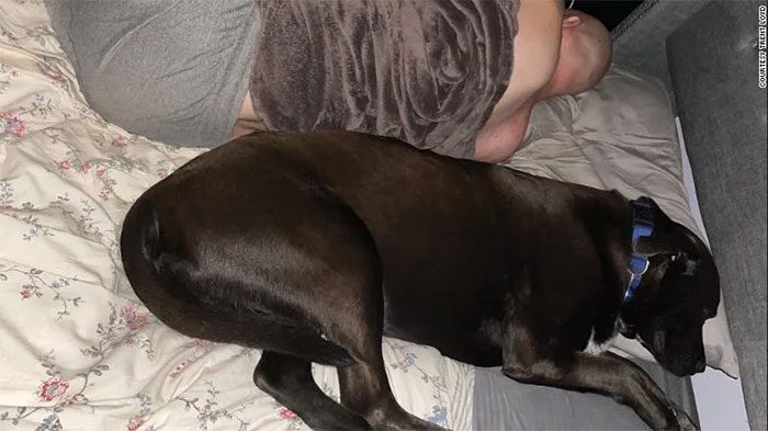 Mason, a 3-year-old Labrador mix, loves to lean against his owner but hates being covered with a blanket.