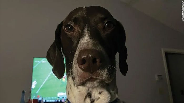 "Come on, boss! Turn off the TV and go to sleep," Ellie, a 6-year-old German Shorthaired Pointer.