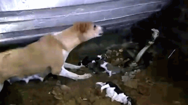 The mother dog strives to protect her surviving puppies.