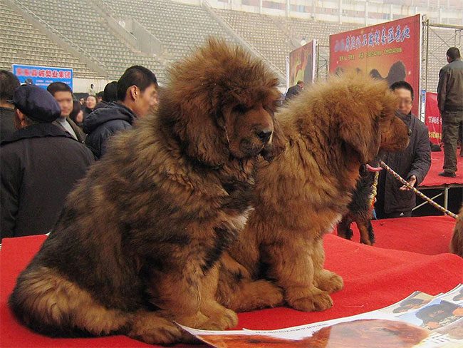 The craze for Tibetan Mastiffs began to form in China.