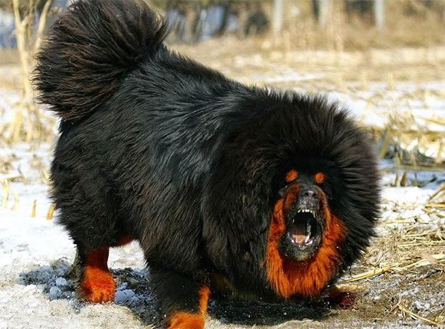 Tibetan Mastiffs are particularly fierce and powerful.