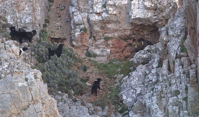 Three or four Tibetan Mastiffs can chase away snow leopards.