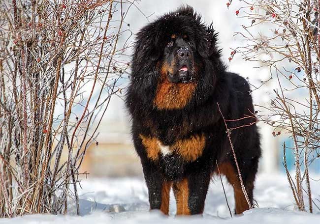 In the past, Tibetan Mastiffs were only popular among herding communities.