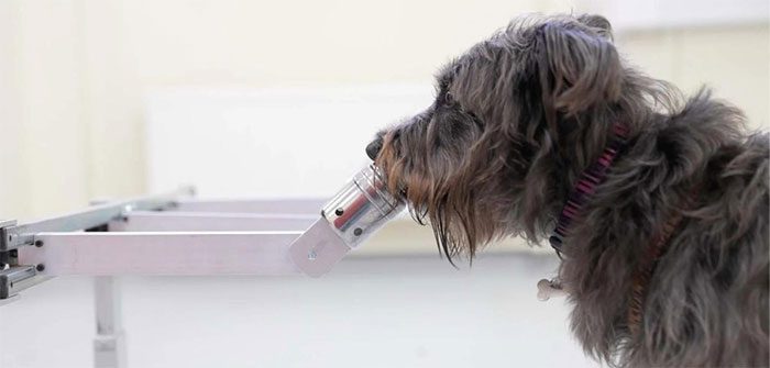 Soot, one of the dogs Dr. Wilson works with.