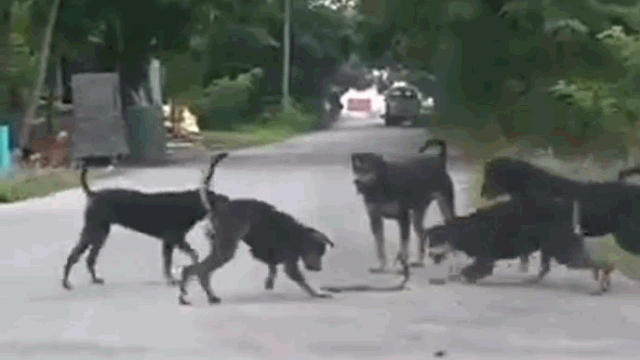 A pack of dogs attacking a cobra.