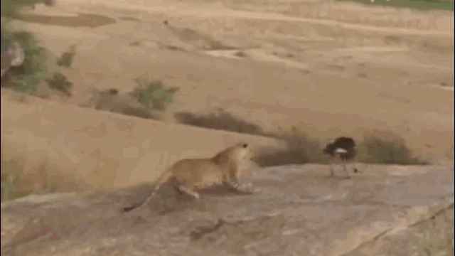 The dog suddenly sprang up to "counterattack," catching the leopard off guard.