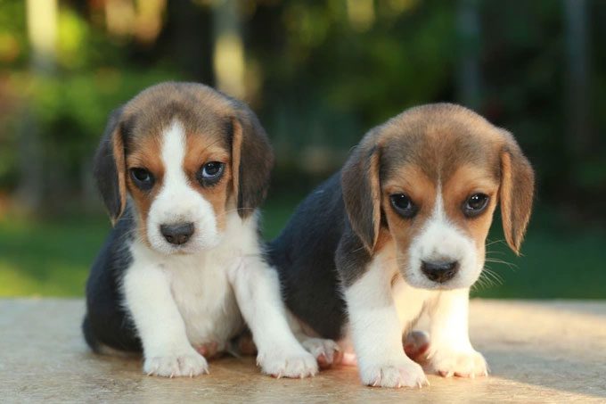 Two dogs born from gene editing and cloning techniques showing no abnormalities