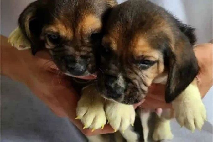 A pair of puppies born from gene editing and cloning methods.