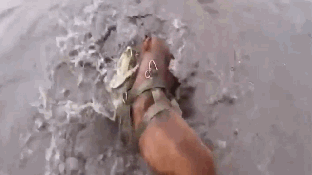 The Pitbull nearly dodges every attack from the crocodile.