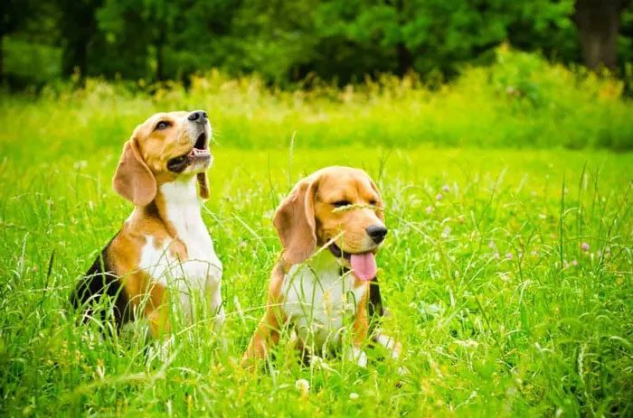 A hound breed commonly kept for hunting rabbits or as pets.