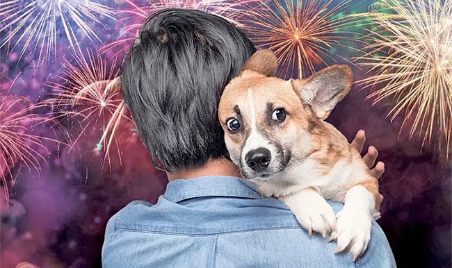 Some individuals have higher anxiety levels than others, and this applies to dogs as well.