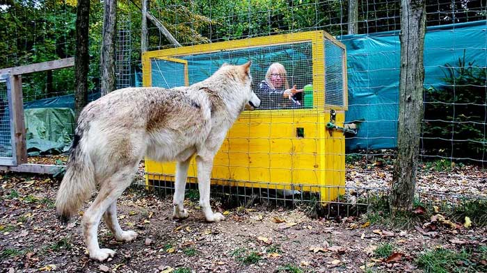 Tropical wolves are often smaller in size