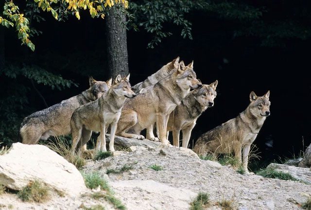 Siberian tigers and gray wolves have almost identical dietary preferences.