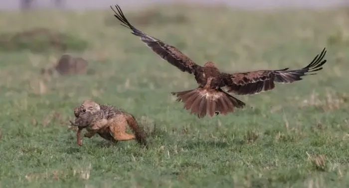 The eagle swoops in to attack, but the mother dog is quicker, bending down to protect her pup.