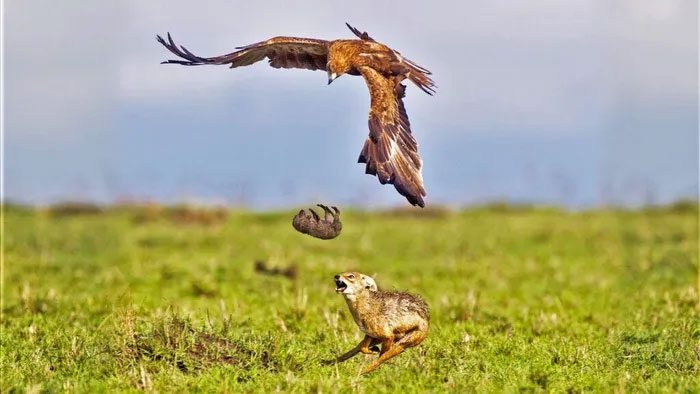 The eagle unexpectedly drops the puppy, and the mother dog rushes to catch her child.