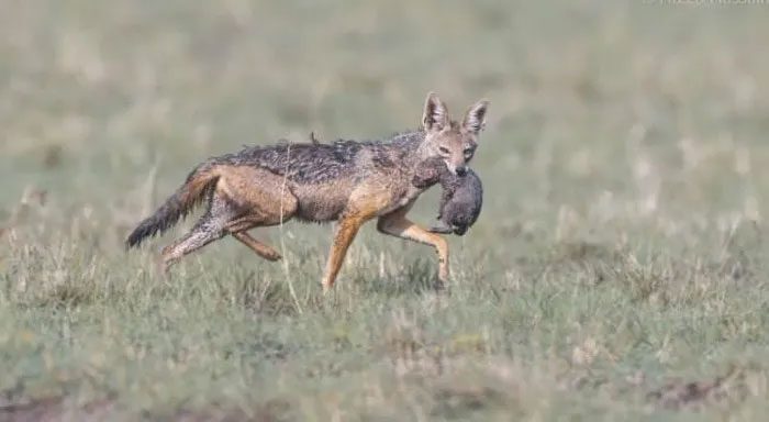 A mother wild dog running, holding her small pup in her mouth.