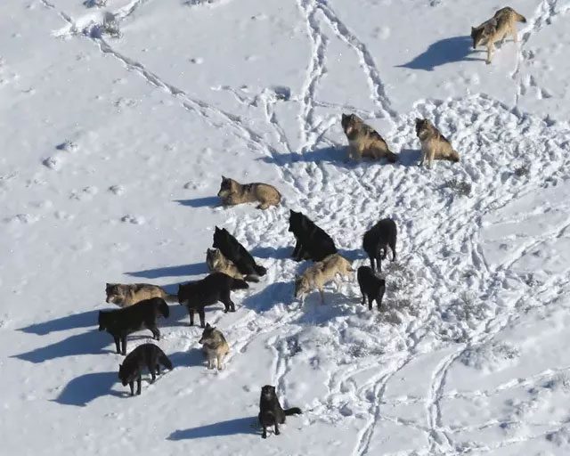 The common fur color of gray wolves is white and gray